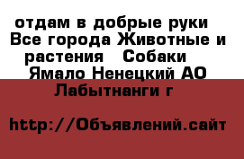 отдам в добрые руки - Все города Животные и растения » Собаки   . Ямало-Ненецкий АО,Лабытнанги г.